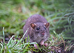 BB 14 0050 / Rattus norvegicus / Brunrotte